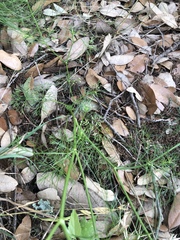 Ptilimnium capillaceum