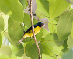 Chalcoparia singalensis