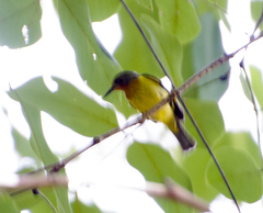 Chalcoparia singalensis