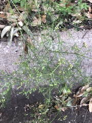 Ptilimnium capillaceum