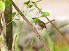 Prinia hodgsonii
