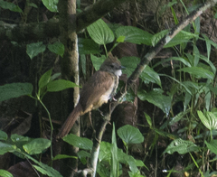 Alophoixus ochraceus