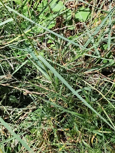 Image of Panicum repens by no rights reserved