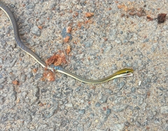 Dendrelaphis girii