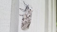 Prionoxystus robiniae