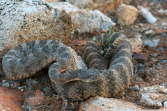 Crotalus tigris