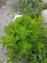 Platycodon grandiflorus