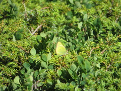 Colias palaeno
