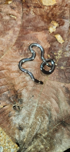 Leonard's Pipe Snake