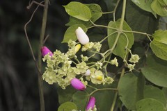 Amphilophium paniculatum