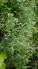 Salix petiolaris