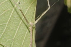 Diapheromerinae