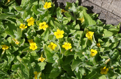 Erythranthe moschata