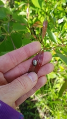 Calligrapha philadelphica