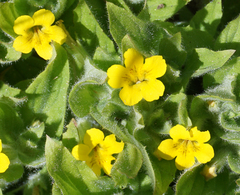 Erythranthe moschata