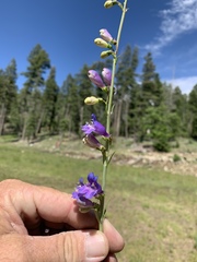 Penstemon neomexicanus