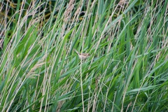 Acrocephalus scirpaceus