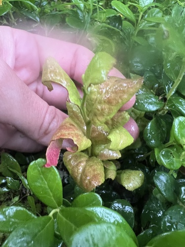 Exobasidium myrtilli