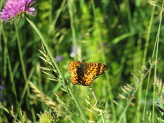Boloria titania