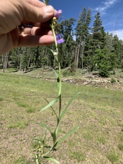 Penstemon neomexicanus