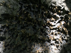 Nasutitermes corniger