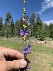 Penstemon neomexicanus