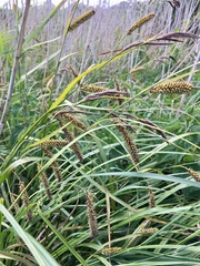 Carex flacca