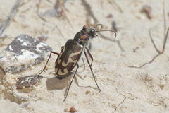 Cicindela tranquebarica kirbyi
