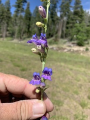 Penstemon neomexicanus