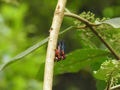 Scieroptera formosana