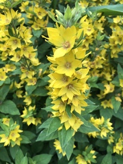 Lysimachia punctata
