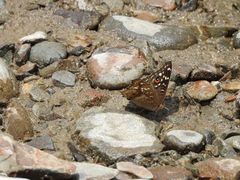 Junonia lemonias aenaria