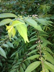 Callicarpa