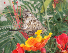 Thorybes dorantes calafia