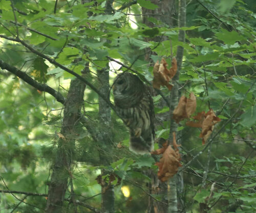 Barred Owl photographed in Arkansas
