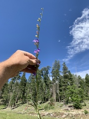 Penstemon neomexicanus