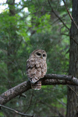 Strix occidentalis lucida