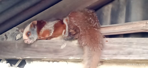 Red Giant Flying Squirrel