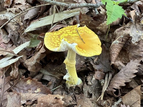 Amanita flavipes