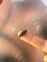 Buprestis maculipennis