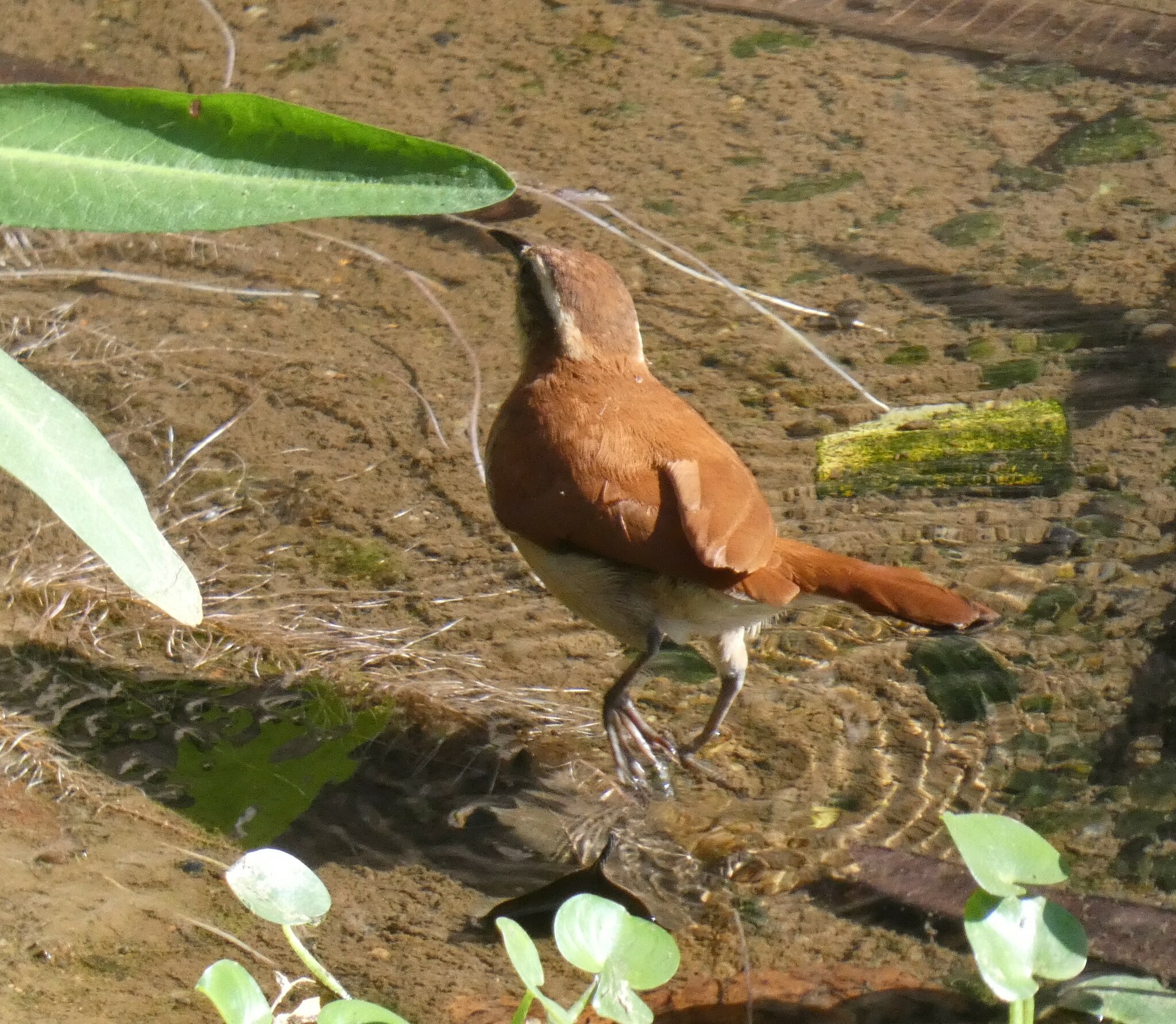 Wing-banded Hornero illustration