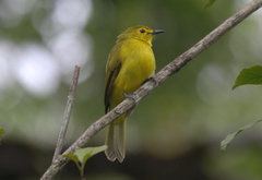Iole indica