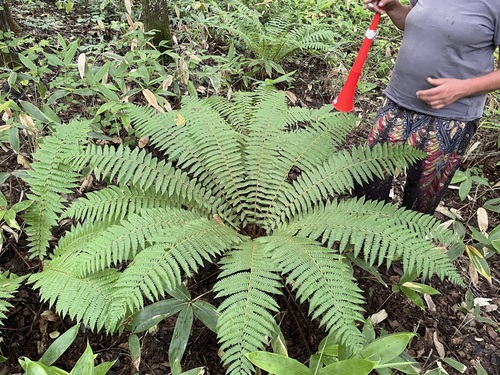 Dryopteris crassirhizoma iNat (3)