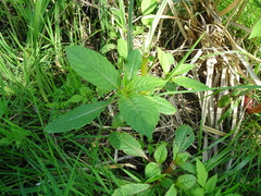 Impatiens glandulifera