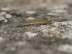 Platycnemis pennipes