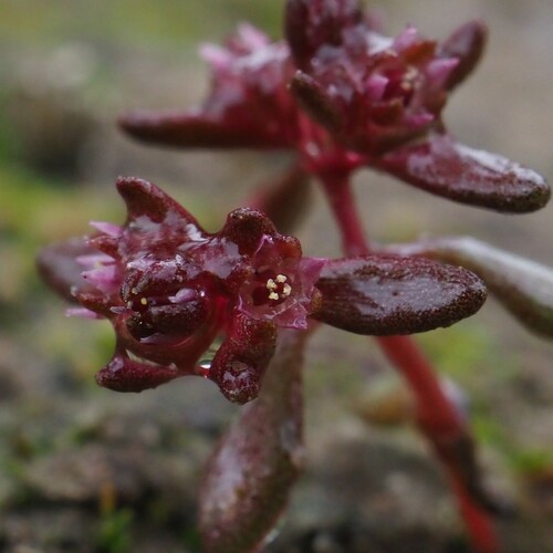 Crassula closiana