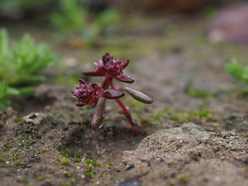 Crassula closiana