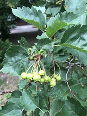 Crataegus