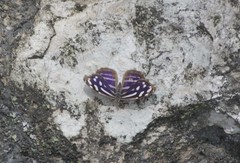 Myscelia cyaniris cyaniris