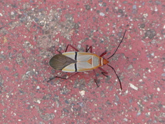 Dysdercus intermedius